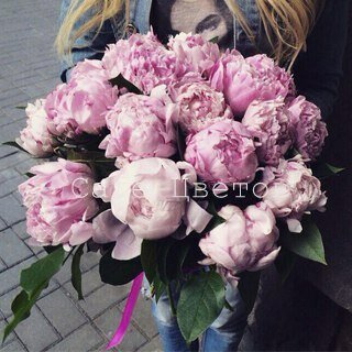 Купить в Петербурге Букет из розовых Пионов с зеленью