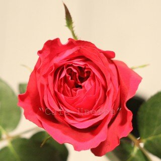 Красная роза Дэвида Остина (Дарси)